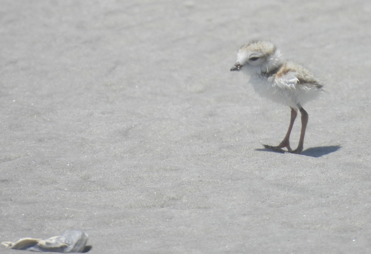 Piping Plover - ML638250048