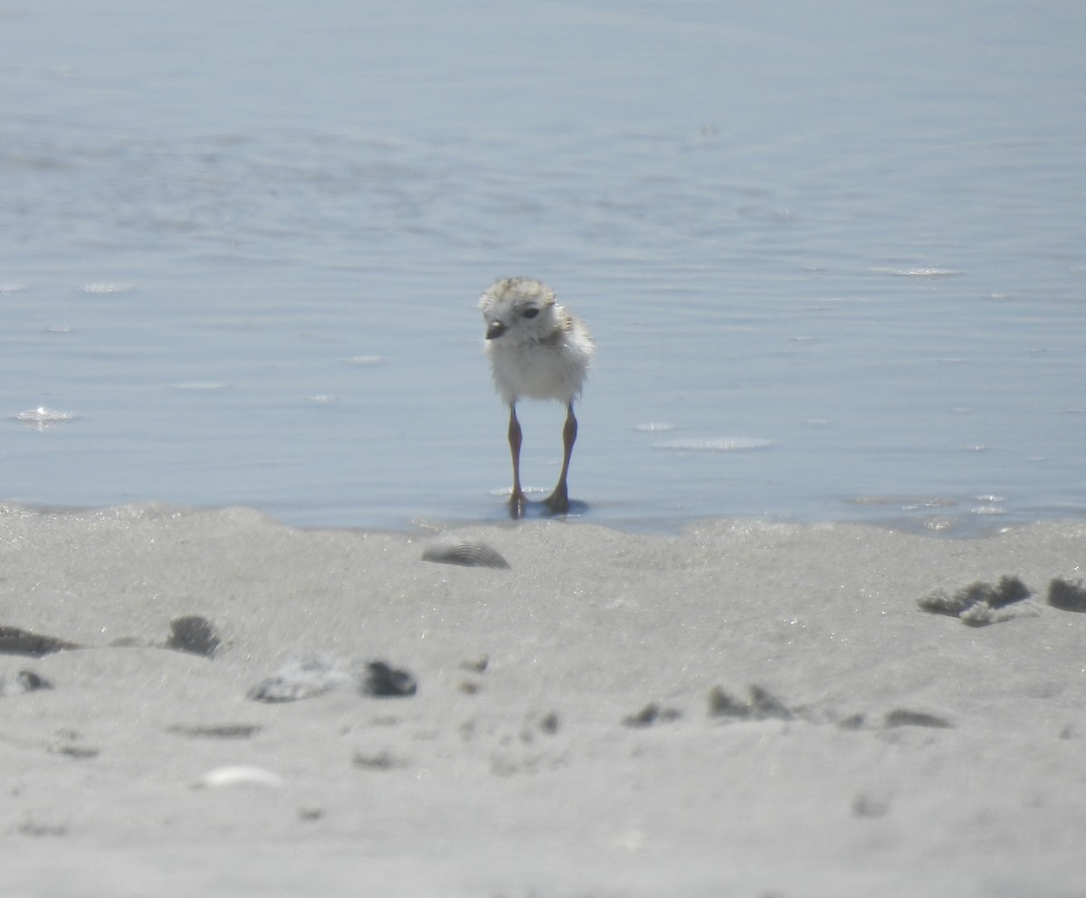 Piping Plover - ML638250049