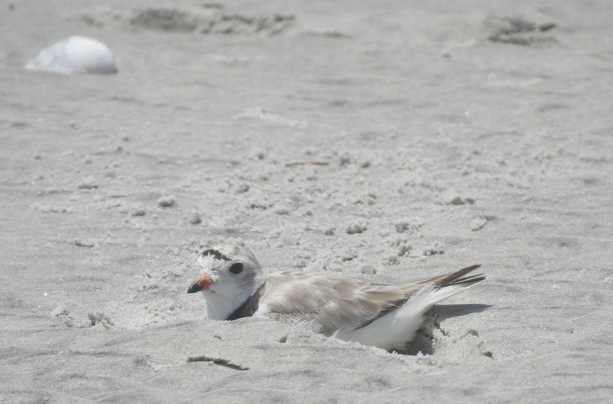 Piping Plover - ML638250053