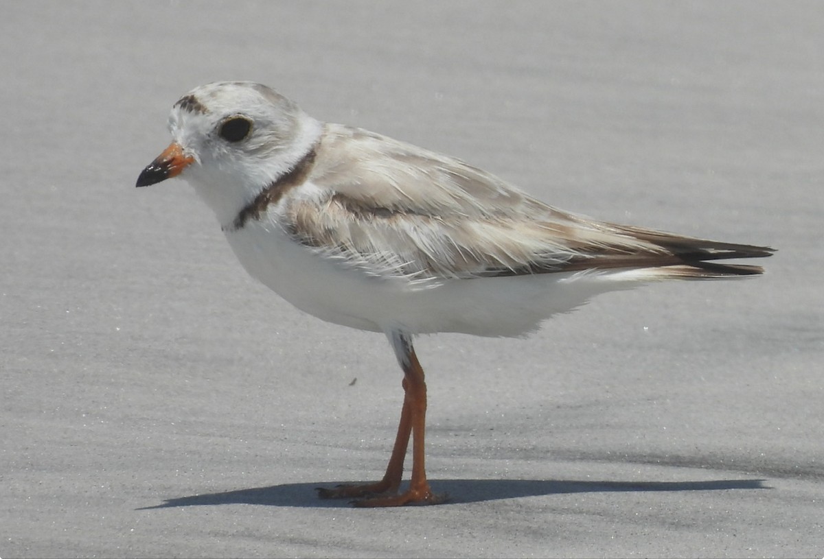 Piping Plover - ML638250057