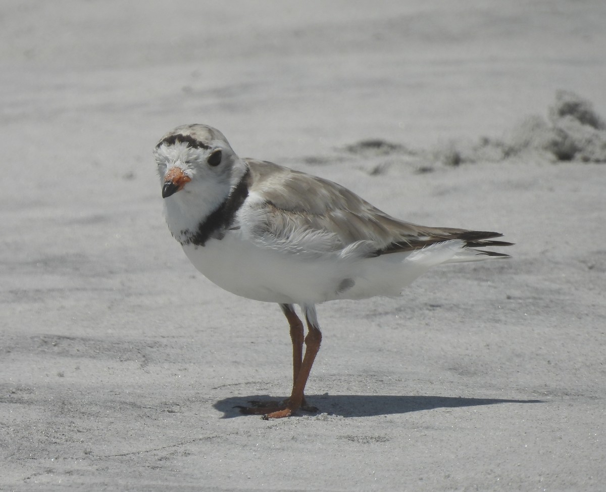 Piping Plover - ML638250058