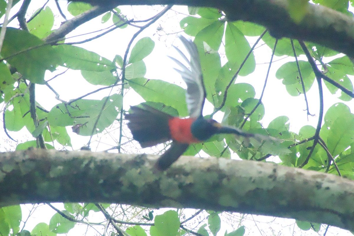 Black-tailed Trogon - ML638250077