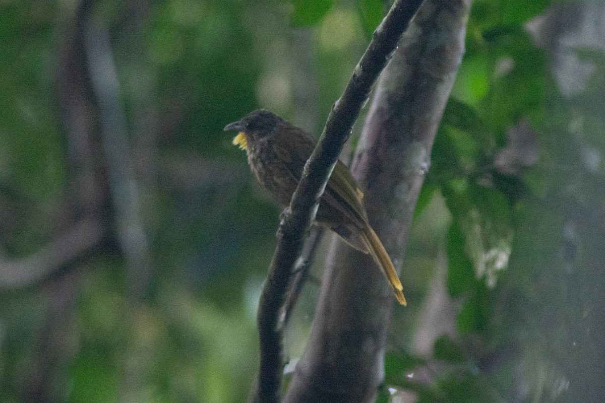 Western Bearded-Greenbul - ML638250095