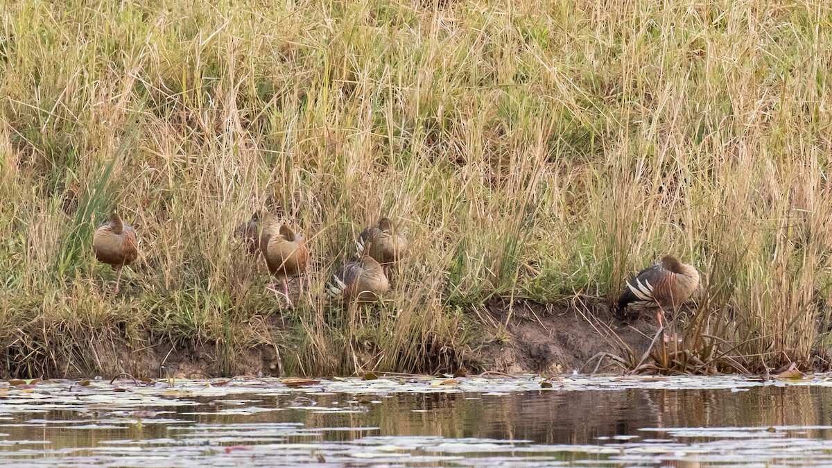 Plumed Whistling-Duck - ML638250110