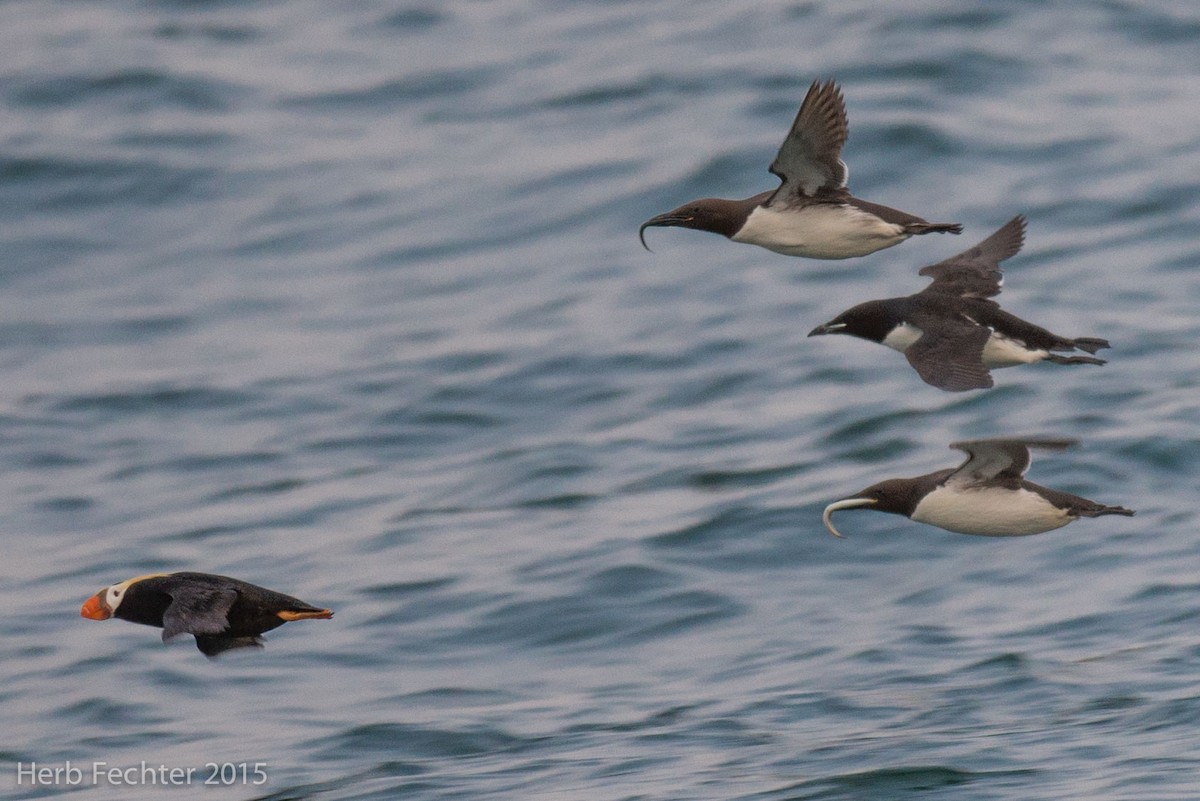 Thick-billed Murre - ML638250112