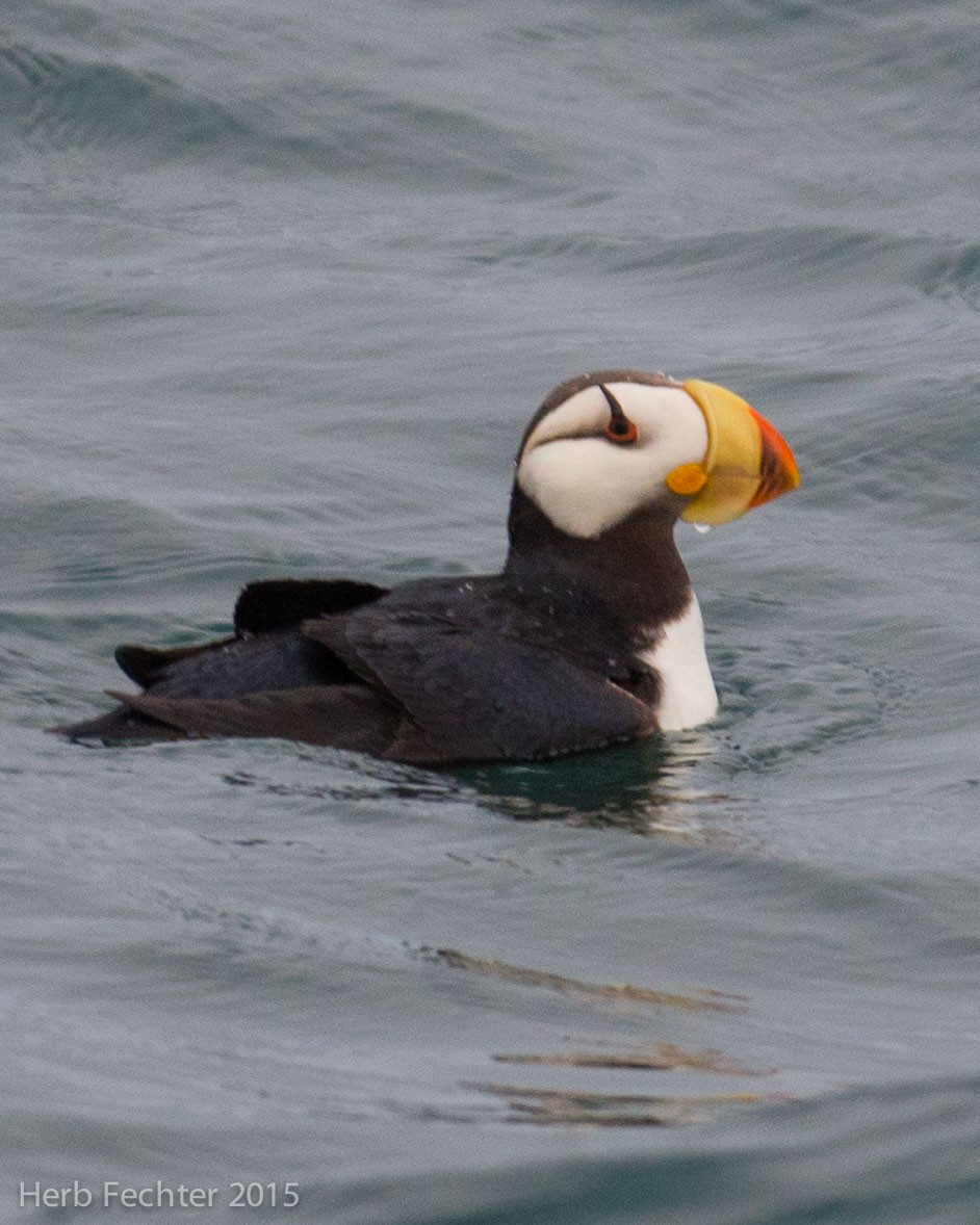 Horned Puffin - ML638250121