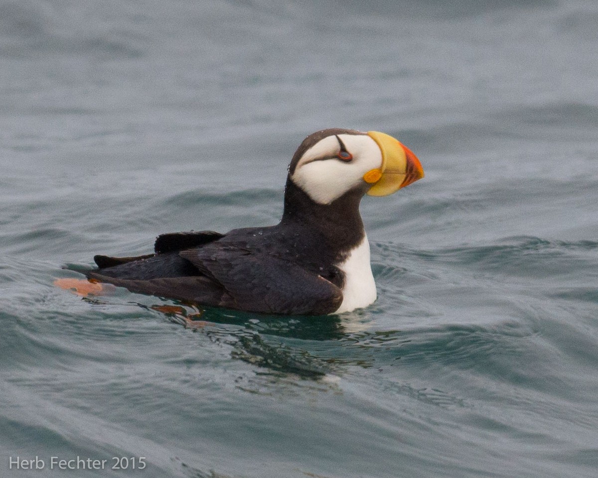 Horned Puffin - ML638250122