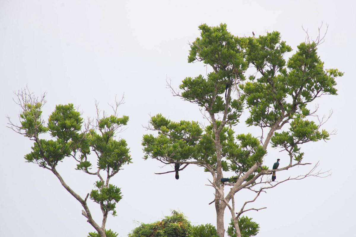 Great Blue Turaco - ML638250145