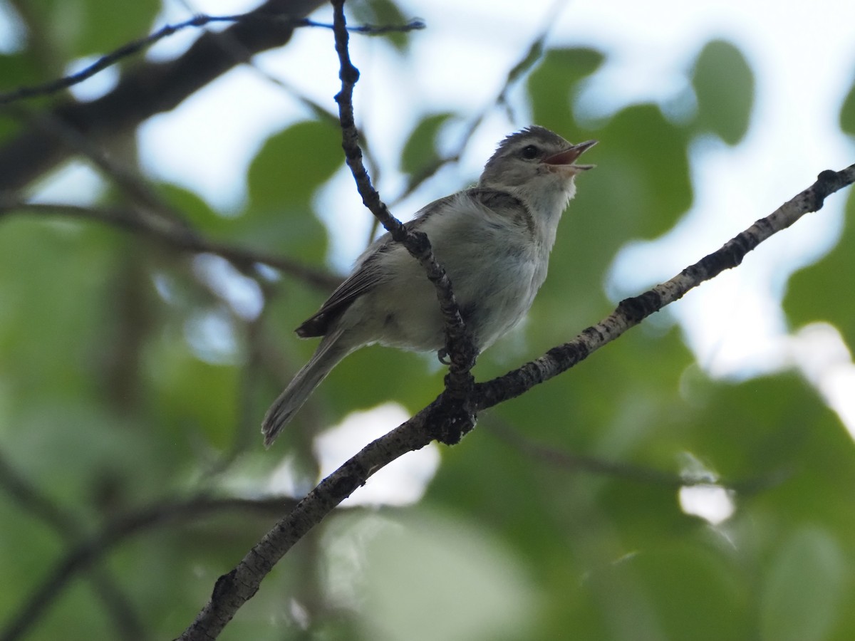 Warbling Vireo - ML638250156
