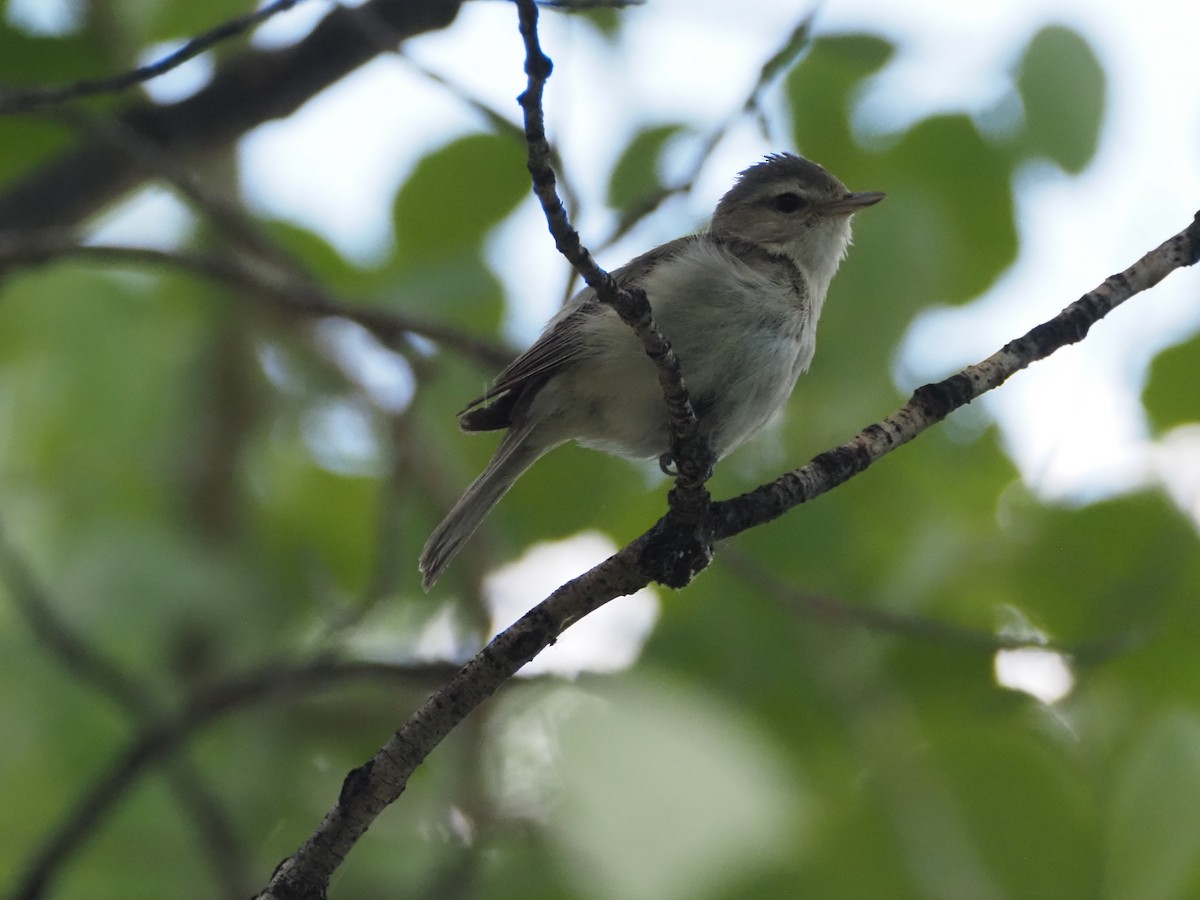 Warbling Vireo - ML638250157
