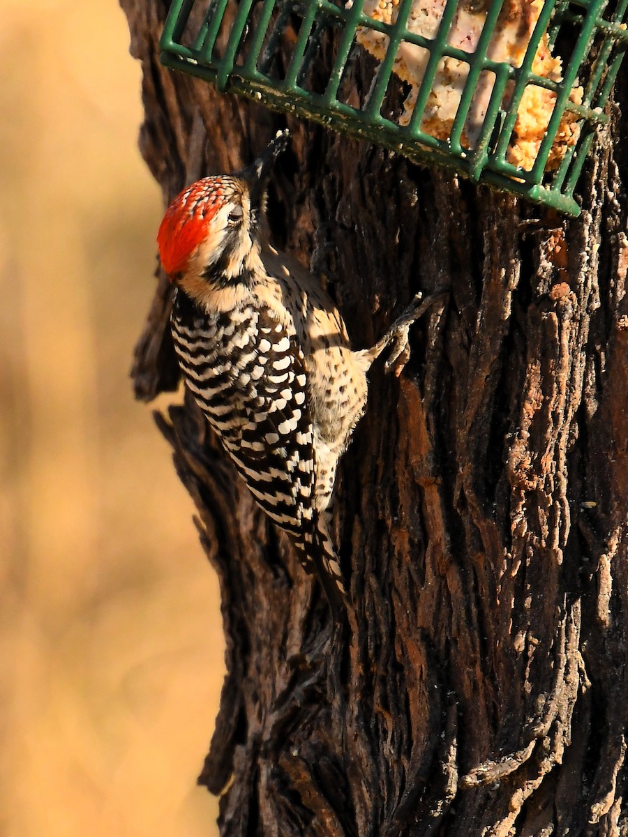 Ladder-backed Woodpecker - ML638250159