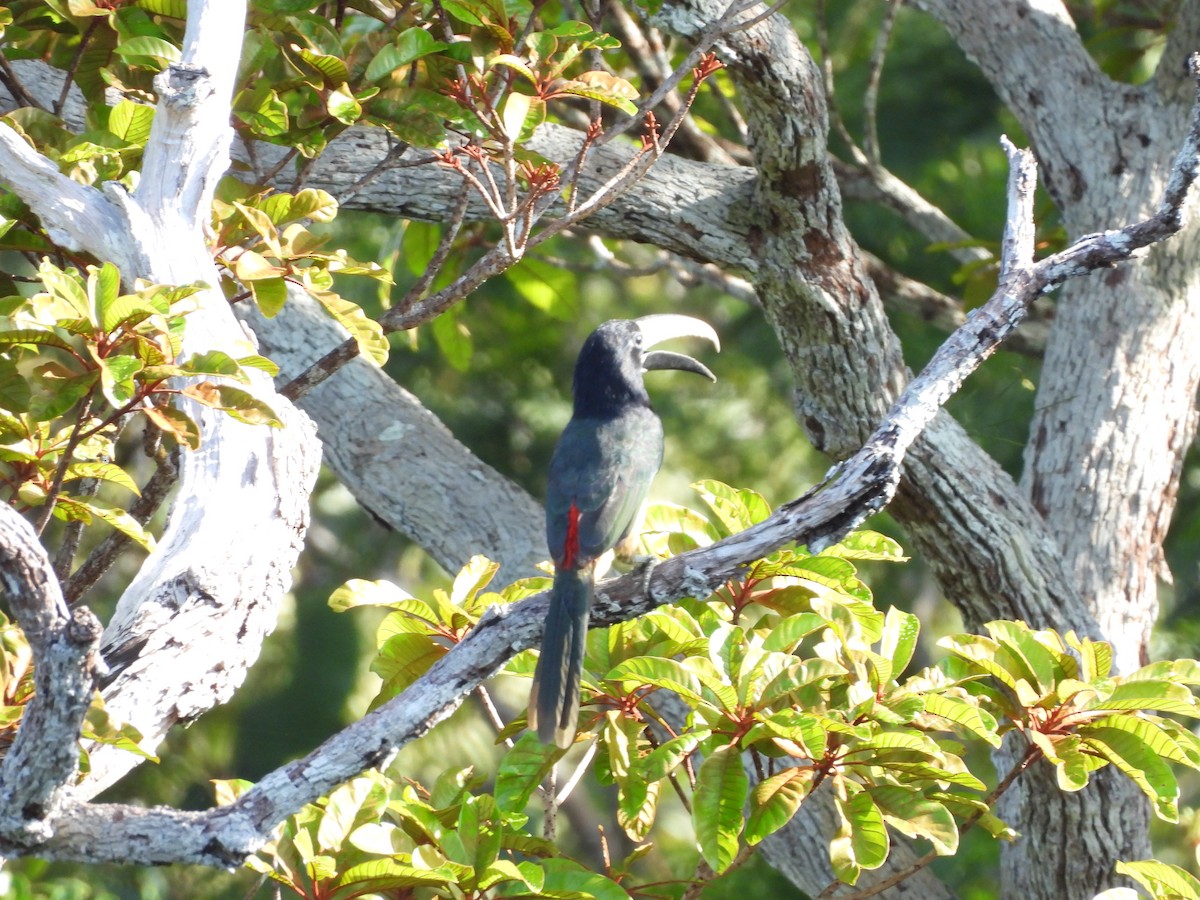 Black-necked Aracari - ML638250164