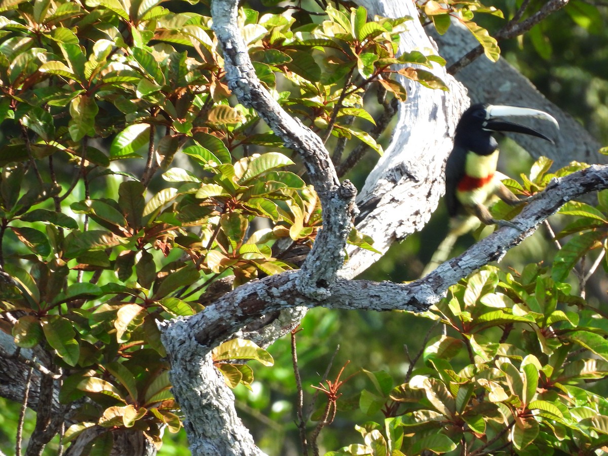 Black-necked Aracari - ML638250165