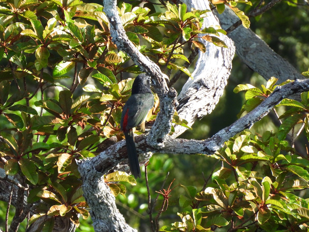 Black-necked Aracari - ML638250166