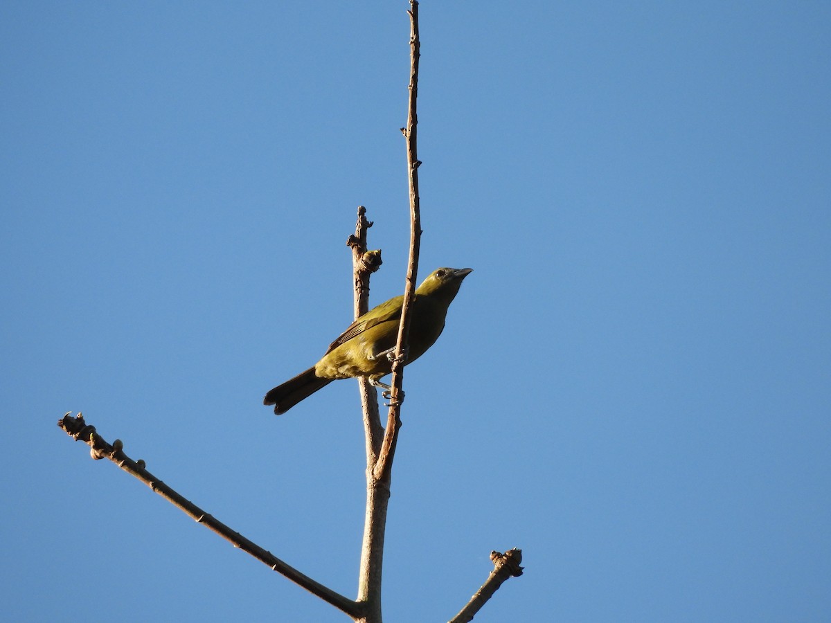 Palm Tanager - ML638250179