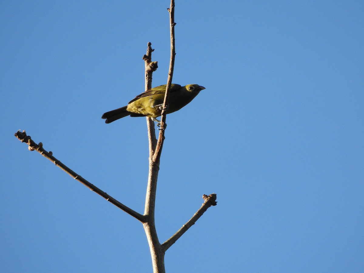 Palm Tanager - ML638250180