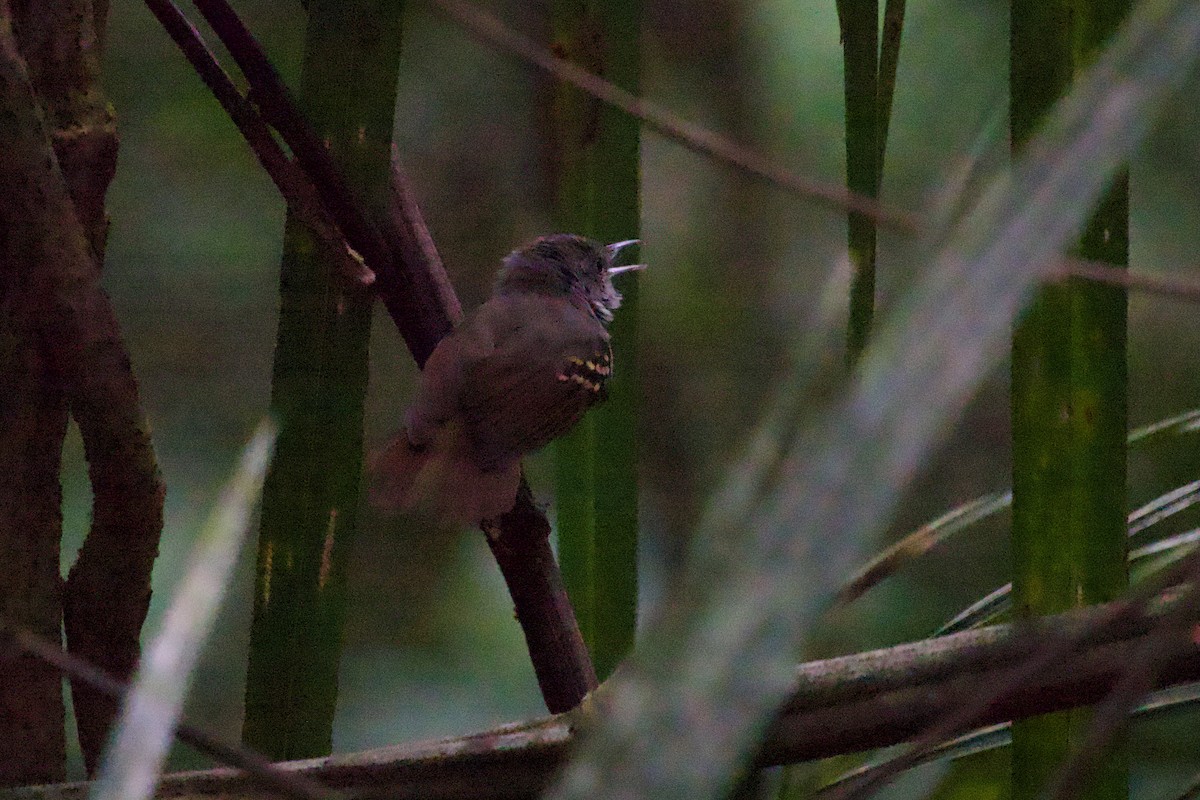 Checker-throated Stipplethroat - ML638250186