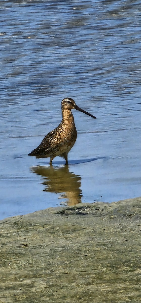 Short-billed Dowitcher - ML638250189
