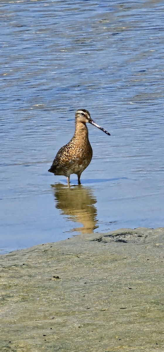 Short-billed Dowitcher - ML638250190