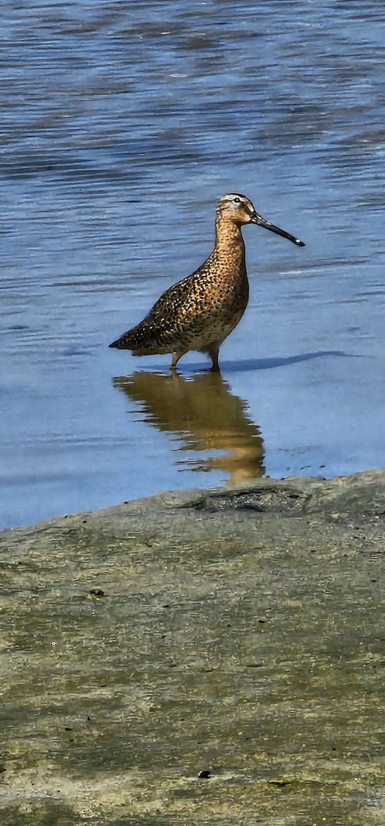 Short-billed Dowitcher - ML638250191