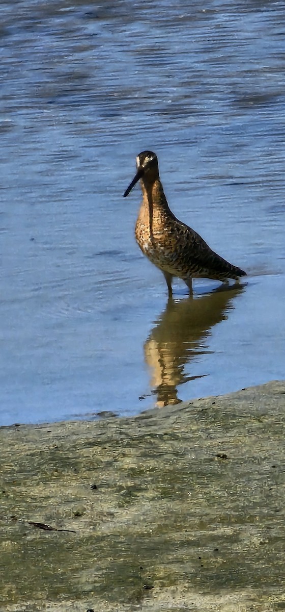 Short-billed Dowitcher - ML638250192