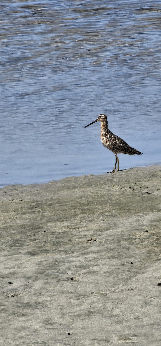 Short-billed Dowitcher - ML638250193