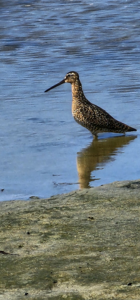 Short-billed Dowitcher - ML638250194