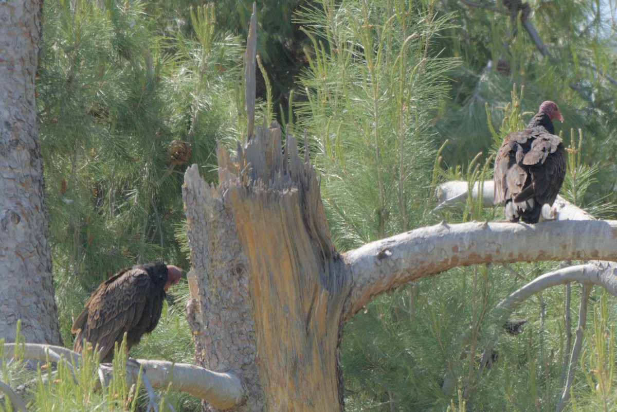 ヒメコンドル - ML638250199