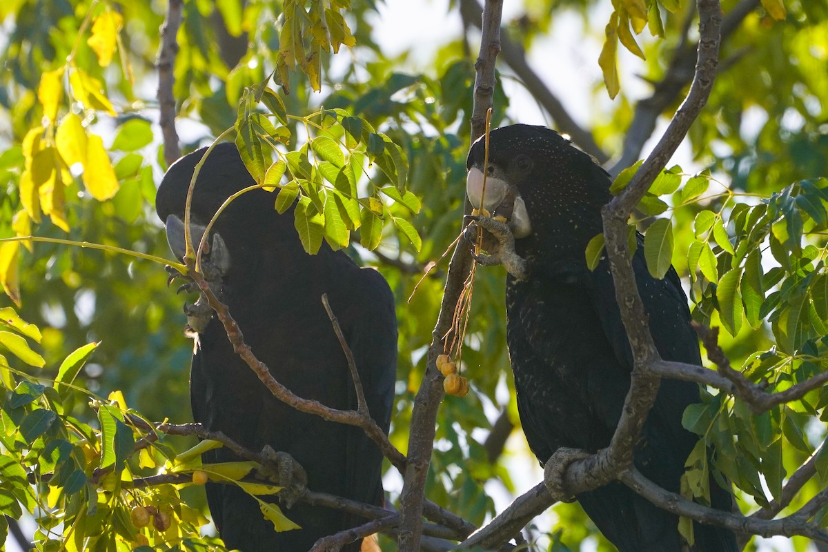 Red-tailed Black-Cockatoo - ML638250206