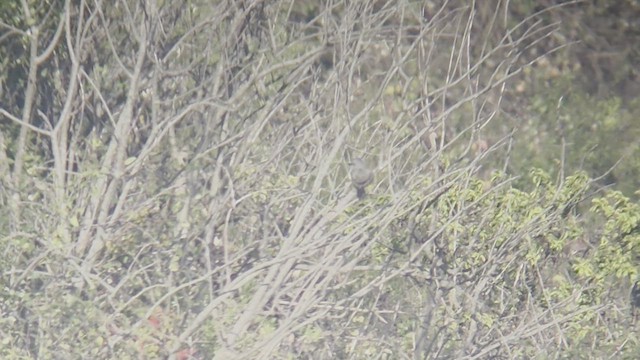 Tropical Kingbird - ML638250210