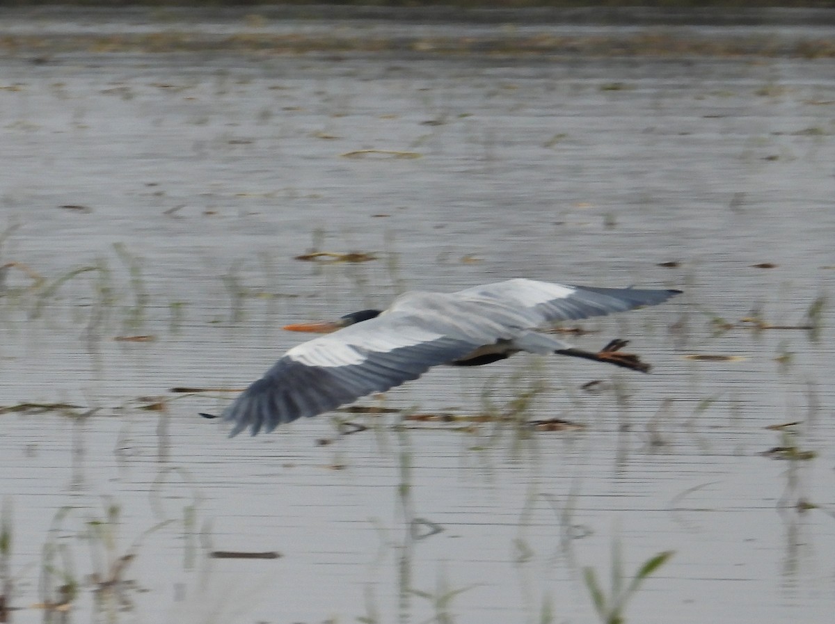 Cocoi Heron - ML638250213