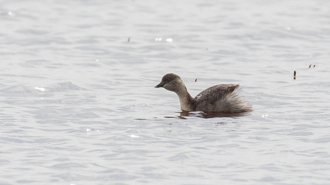 Hoary-headed Grebe - ML638250217