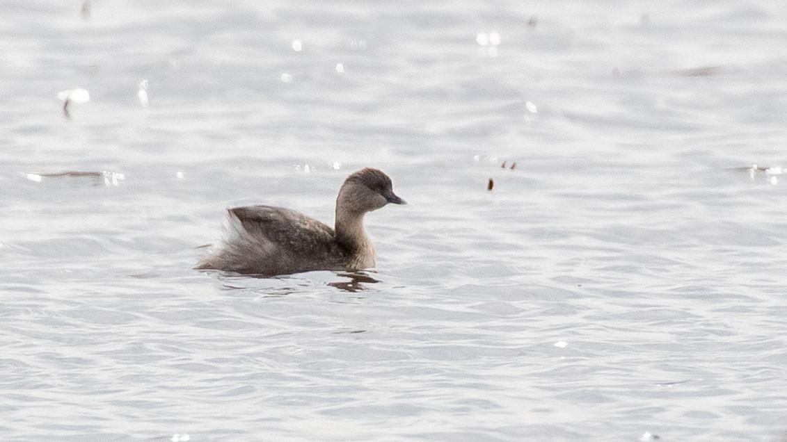 Hoary-headed Grebe - ML638250218