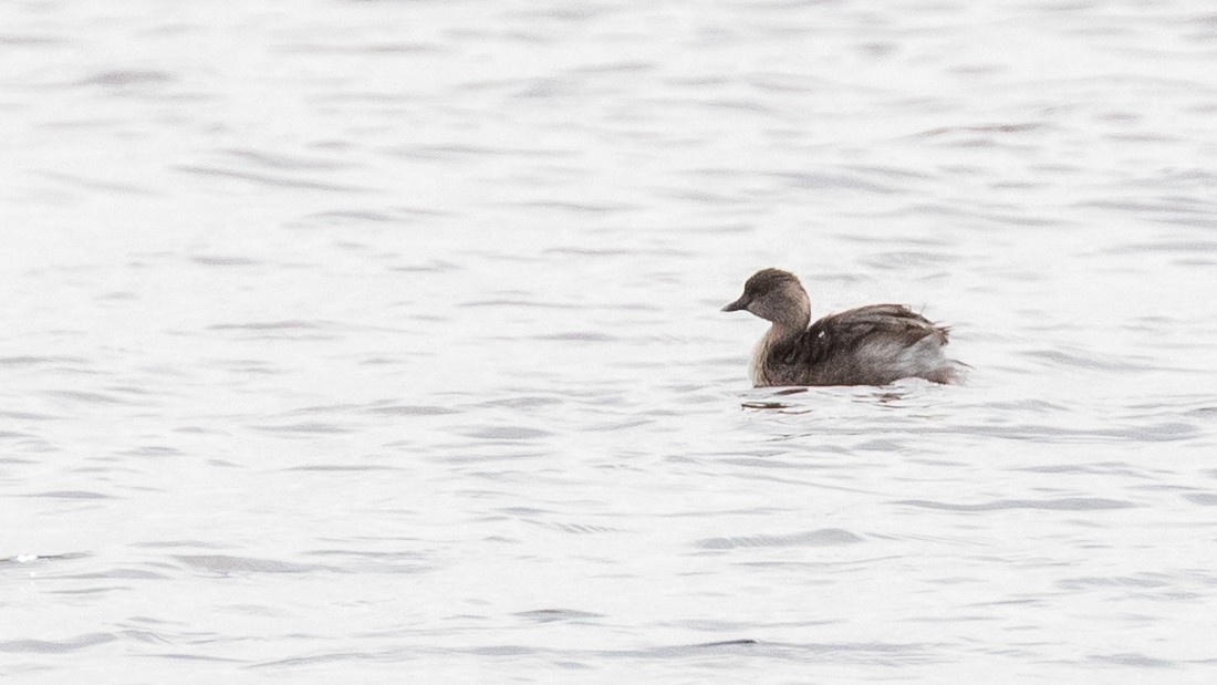 Hoary-headed Grebe - ML638250219