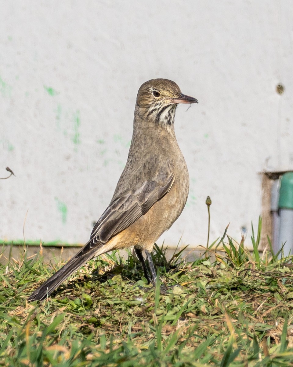 Great Shrike-Tyrant - ML638250220