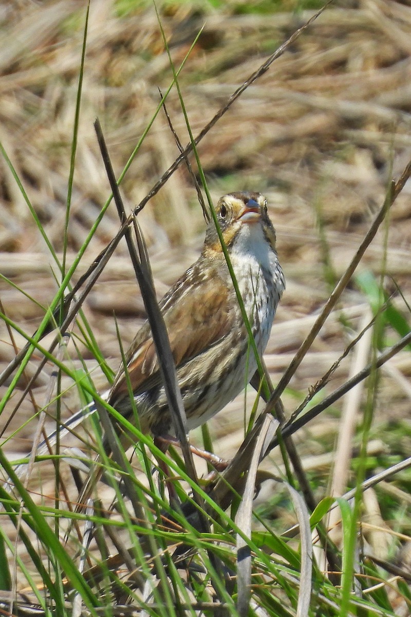 Saltmarsh Sparrow - ML638250258