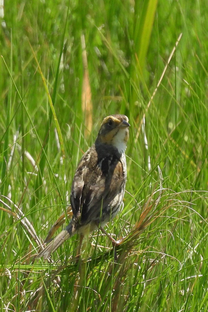 Saltmarsh Sparrow - ML638250259