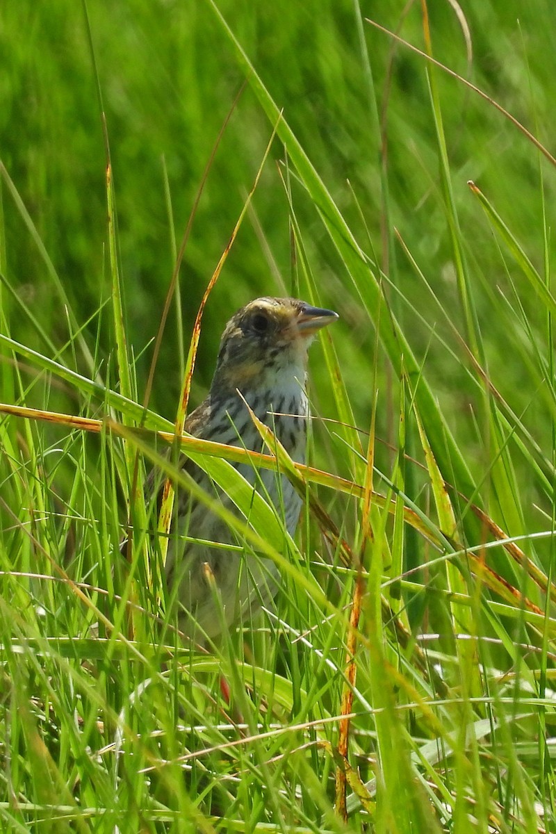 Saltmarsh Sparrow - ML638250260