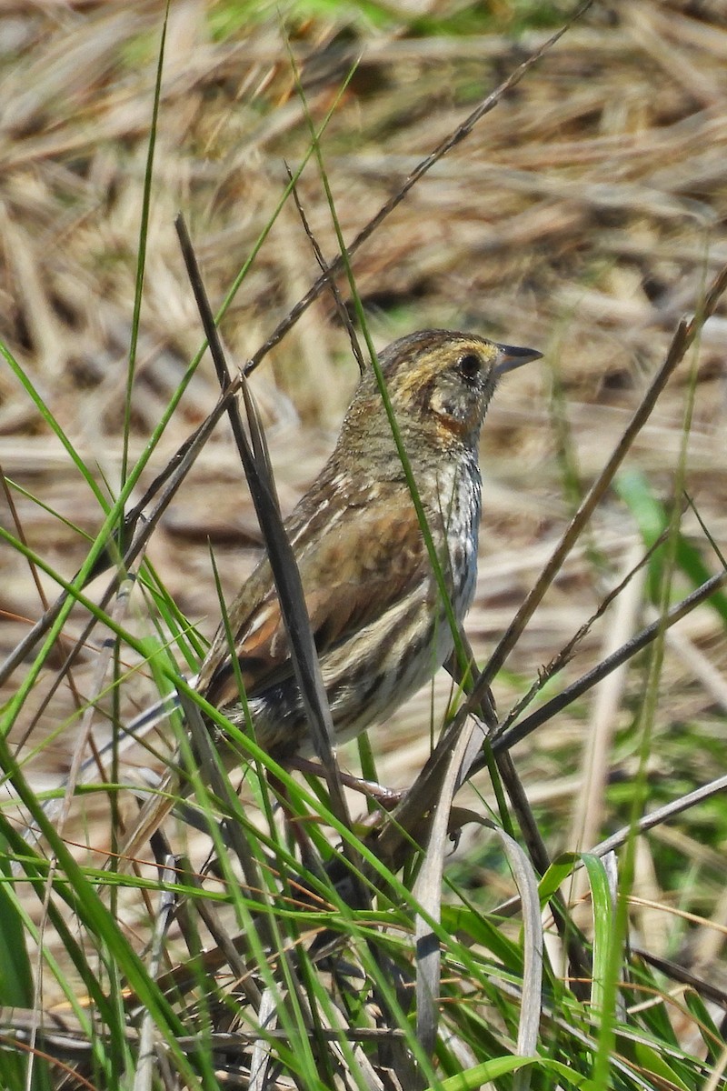 Saltmarsh Sparrow - ML638250261