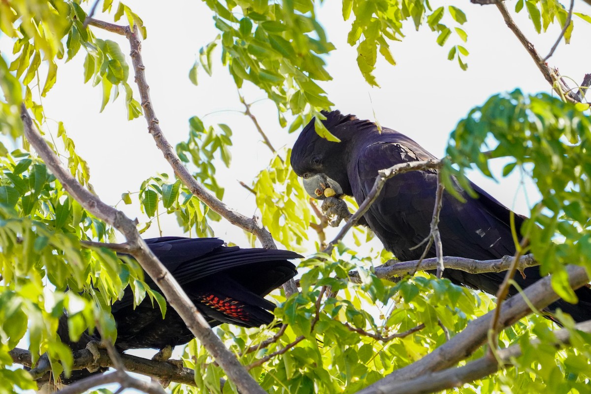 Red-tailed Black-Cockatoo - ML638250280