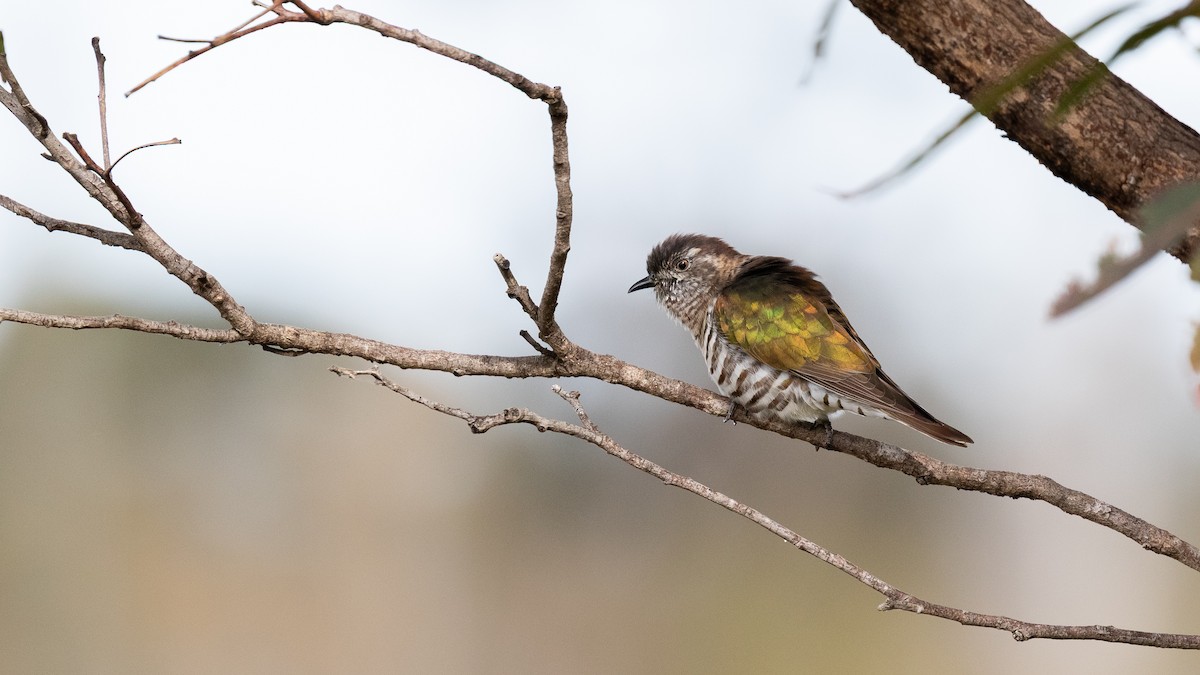 Shining Bronze-Cuckoo - ML638250307