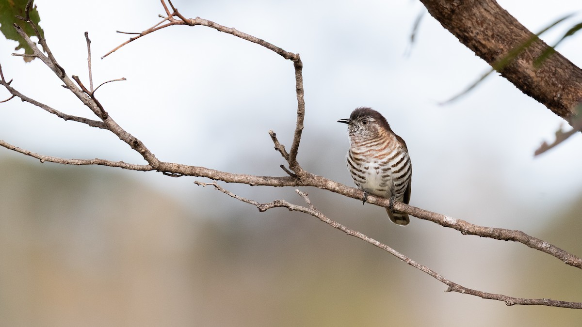 Shining Bronze-Cuckoo - ML638250308