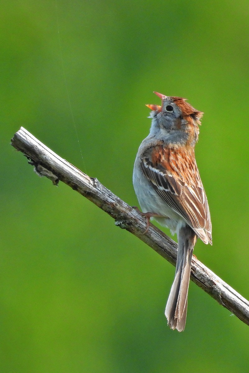Field Sparrow - ML638250339