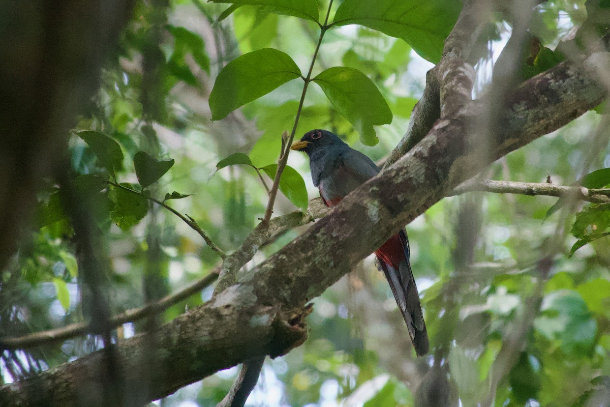 Black-tailed Trogon - ML638250347