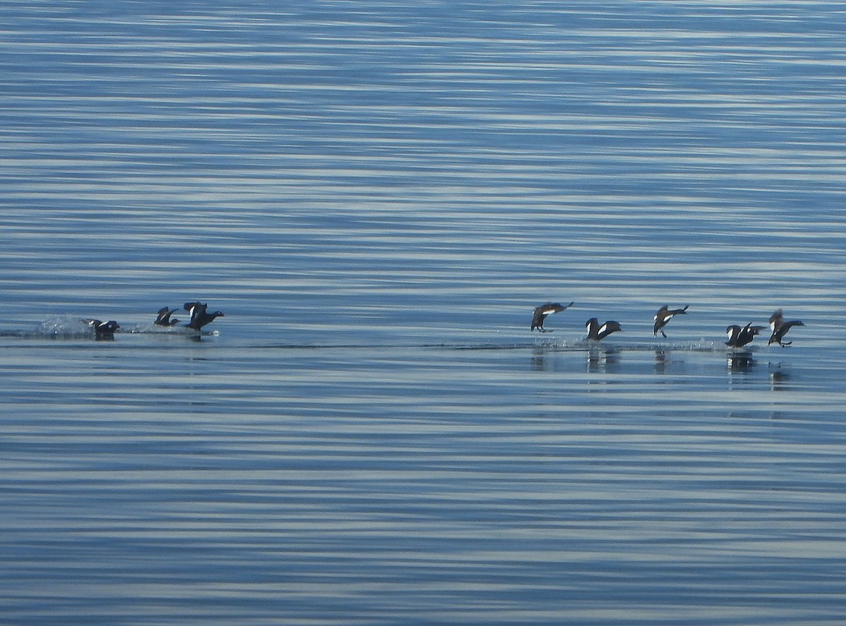 White-winged Scoter - ML638250399