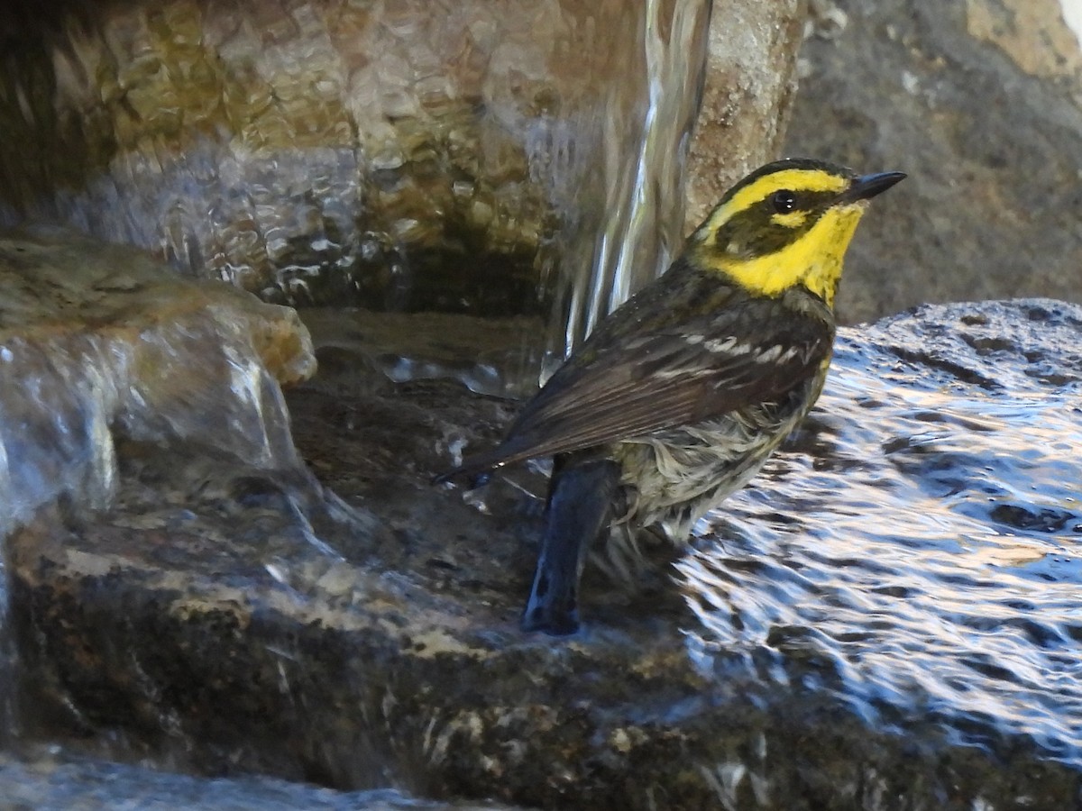 Townsend's Warbler - ML638250417