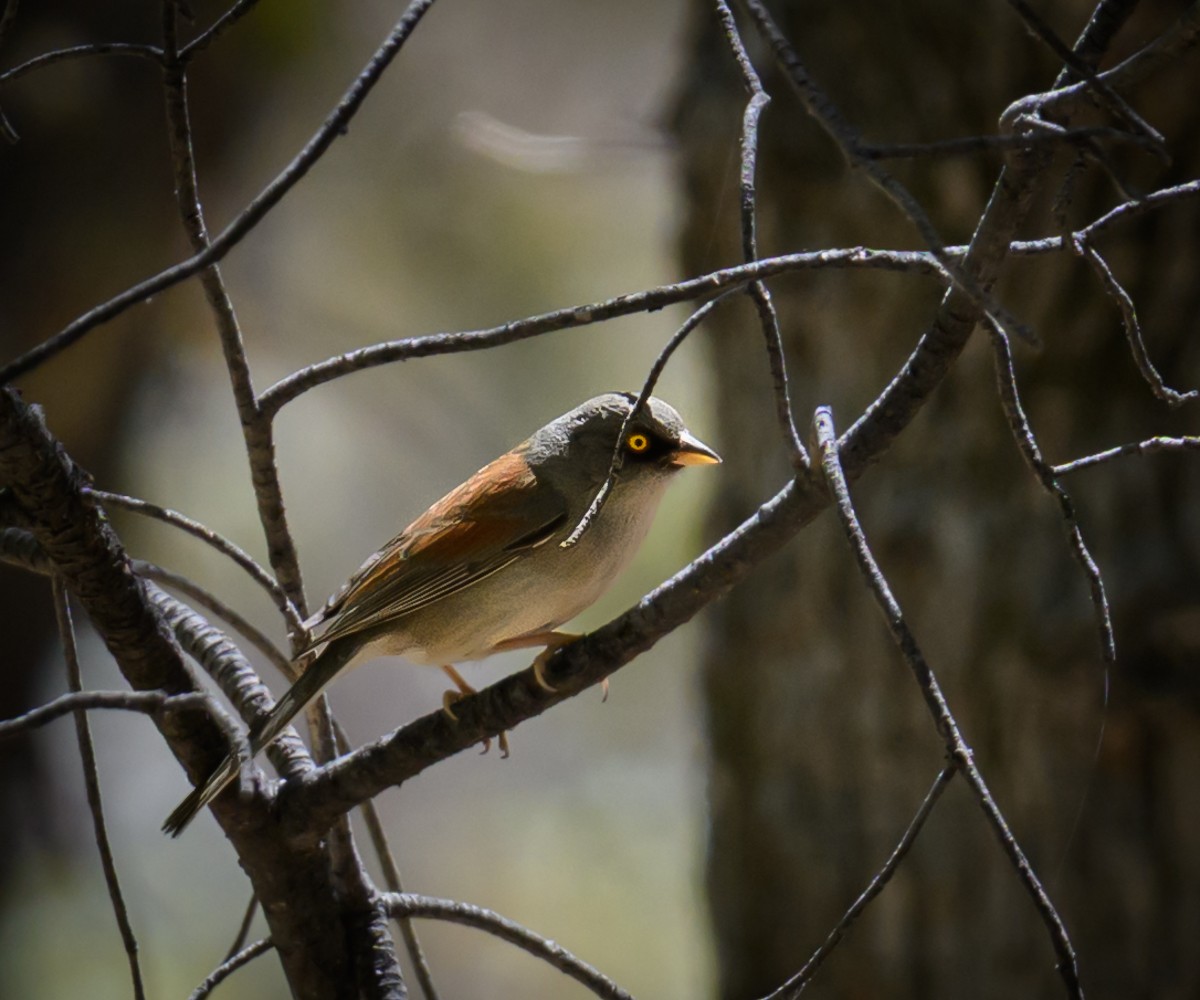 Yellow-eyed Junco - ML638250419