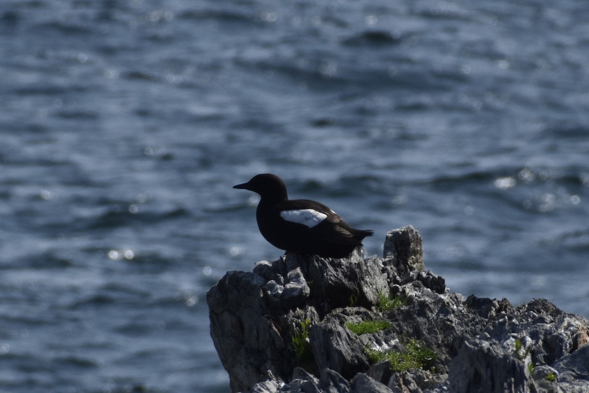 Black Guillemot - ML638250421