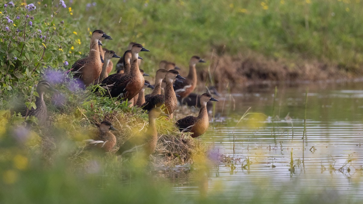 Wandering Whistling-Duck - ML638250426