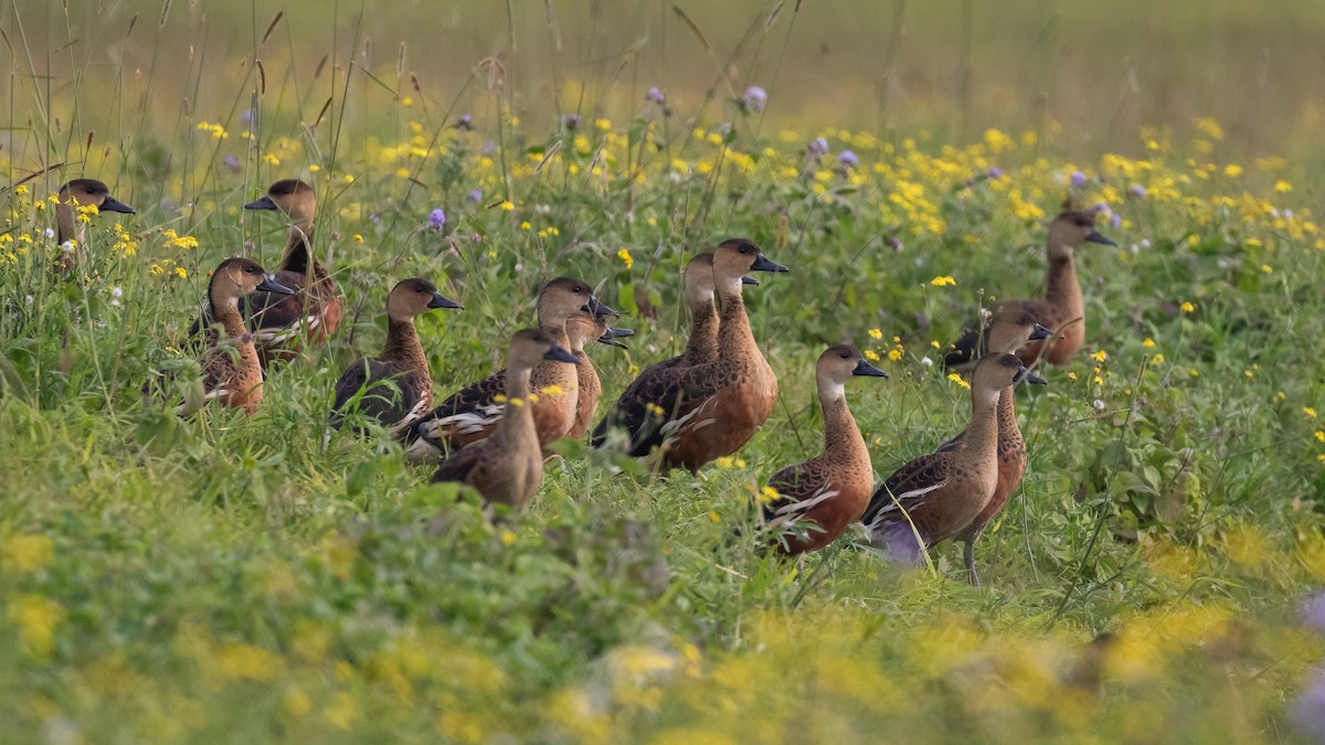 Wandering Whistling-Duck - ML638250427